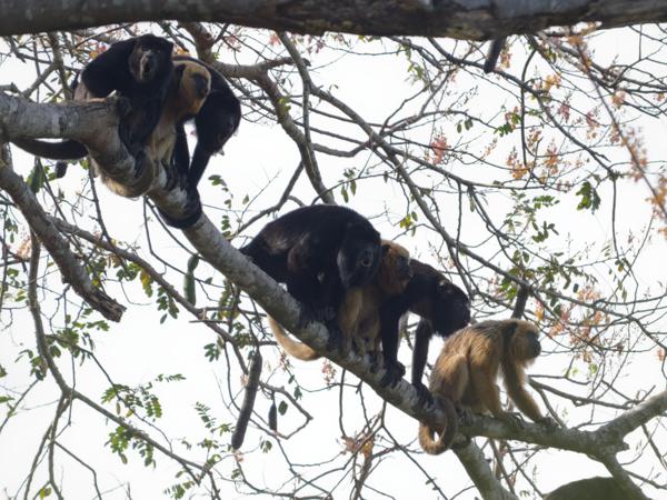 Zwarte brulaap (Alouatta caraya)